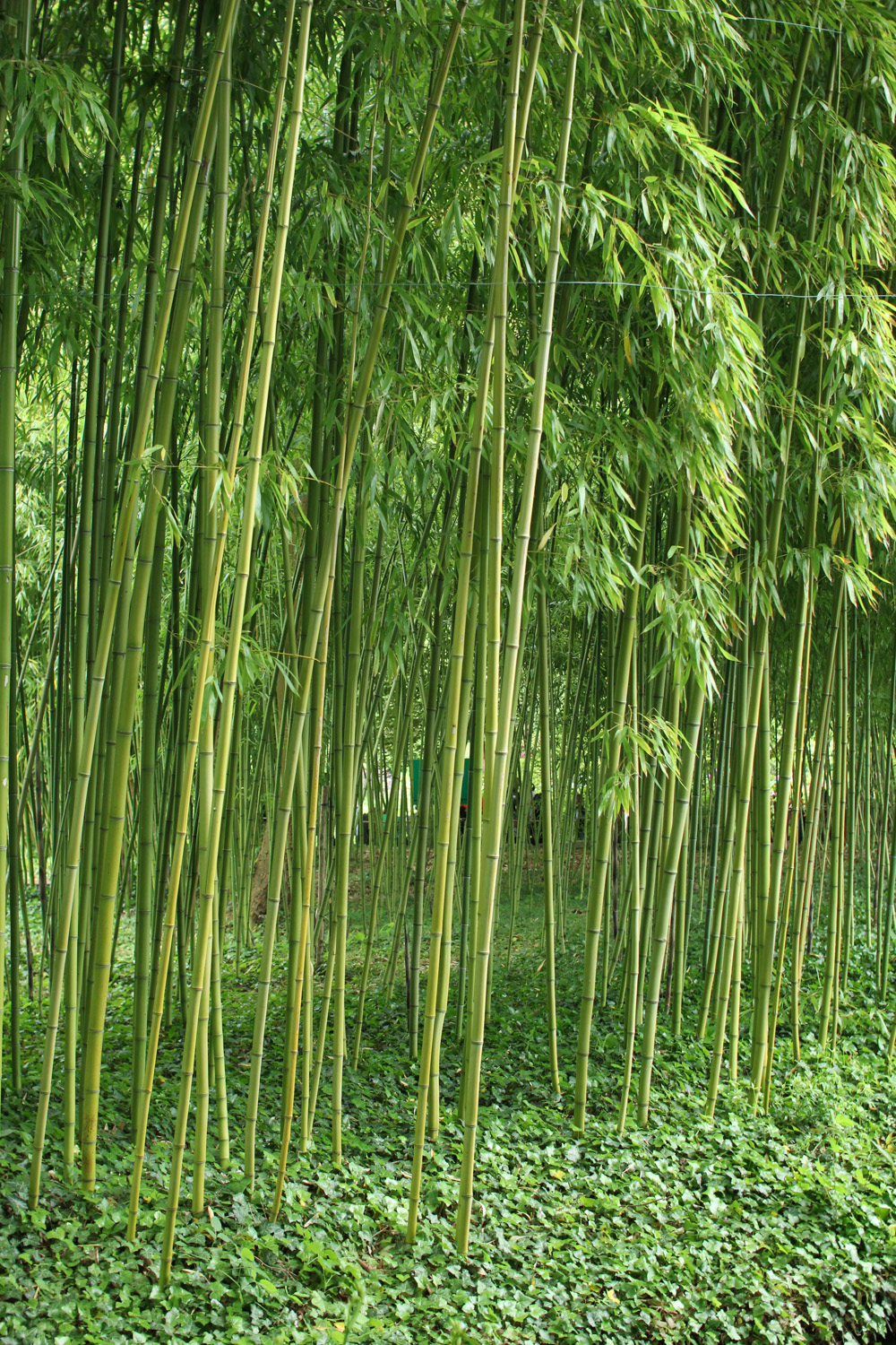Bamboo in Monet's Garden, Giverny